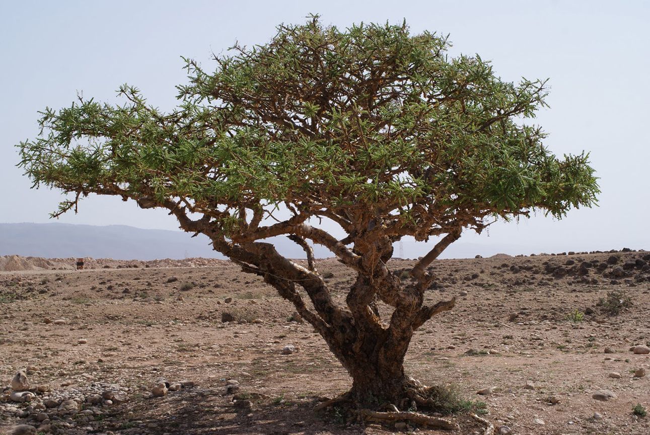 درخت لبان انثی (کندر)