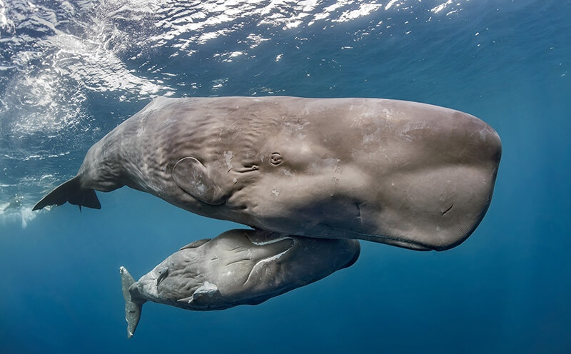 عکسی از نهنگ عنبر و بچه اش