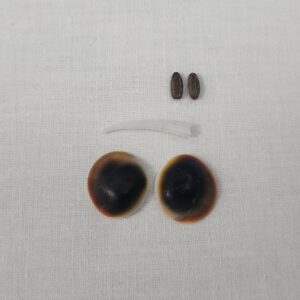 مهره مار شاه کبری